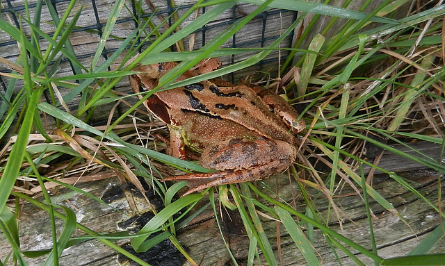 Common Frog