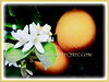 Citrus mitis (Calamansi, Golden Lime, Panama Orange, Orange Calamondin, Chinese Orange, Musk/Acid Orange, Limau Kasturi)