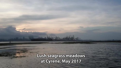 Lush seagrass meadows at Cyrene, May 2017