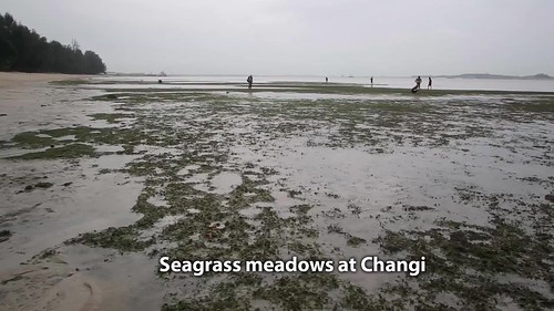 Seagrass meadows at Changi
