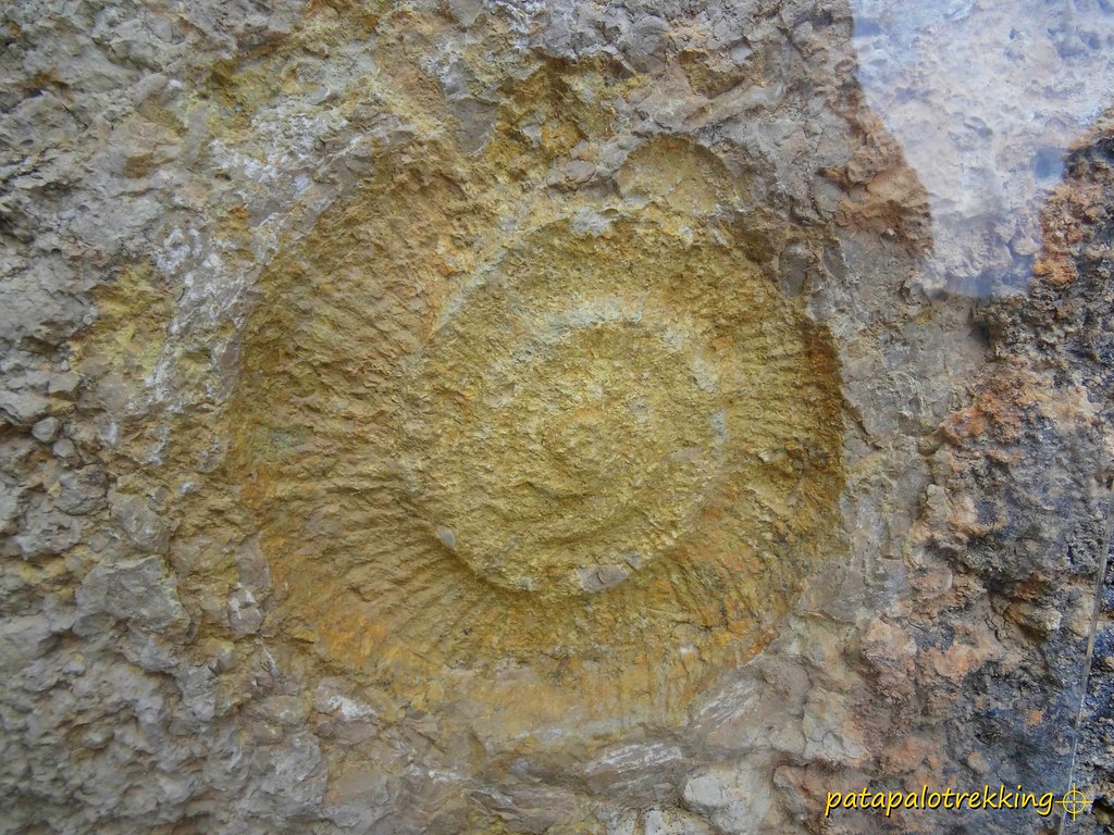 42 Huella fosilizada de amonite