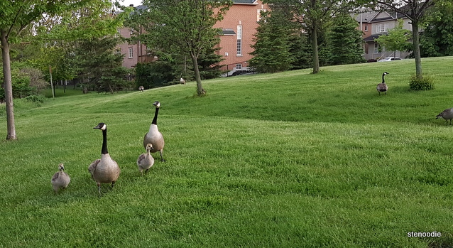  geese family