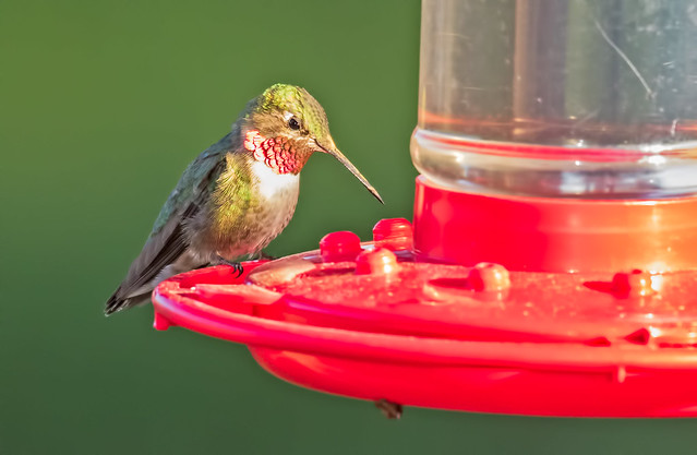 Broad-tailed-Hummer-13-7D2-060317