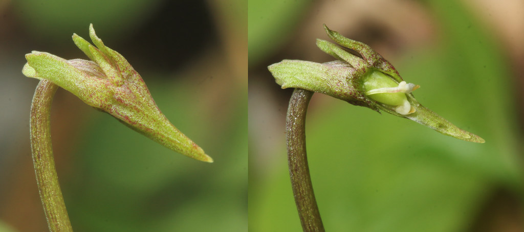 左圖：短毛堇菜的閉鎖花（Cleistogamous flower），被萼片包覆而不會綻放。 右圖：掀開兩枚雄蕊的其中之一，可見雌蕊直接彎曲接觸花藥內的花粉。攝影：黃偉傑／後製：黃瀚嶢。