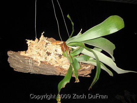 staghorn_hanging