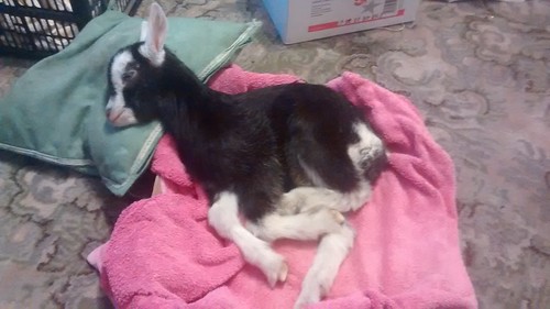 baby goat asleep May 17