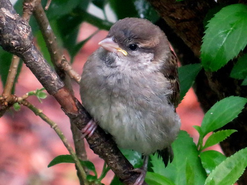 baby sparrow
