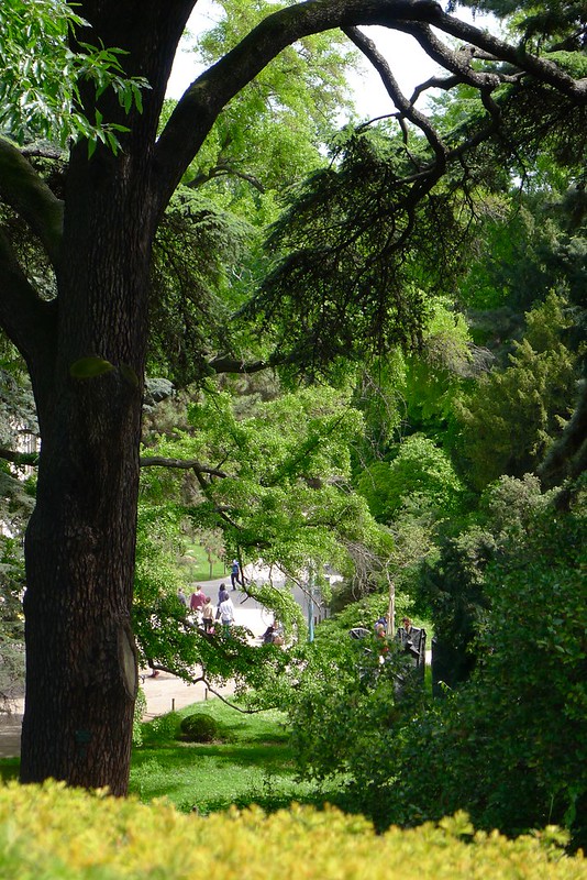 Cinq arbres du Jardin des Plantes reçoivent le label 'arbre remarquable'