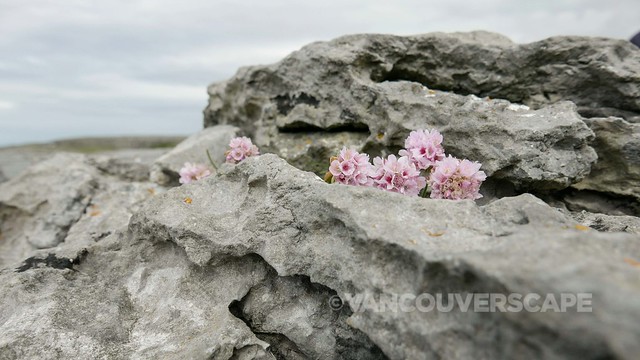 Railtours Ireland/The Burren