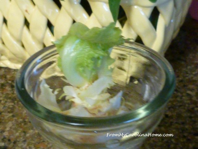 Lettuce rooting