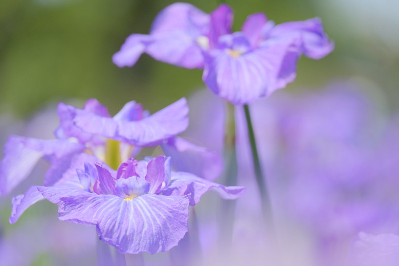 花菖蒲 Iris