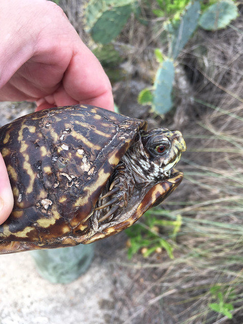 Ornate Box Turtle (Terrapene ornata) - 4