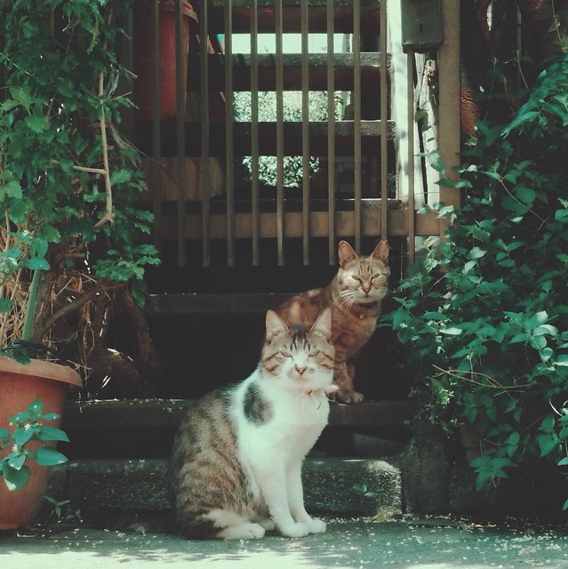 Two tabby cats