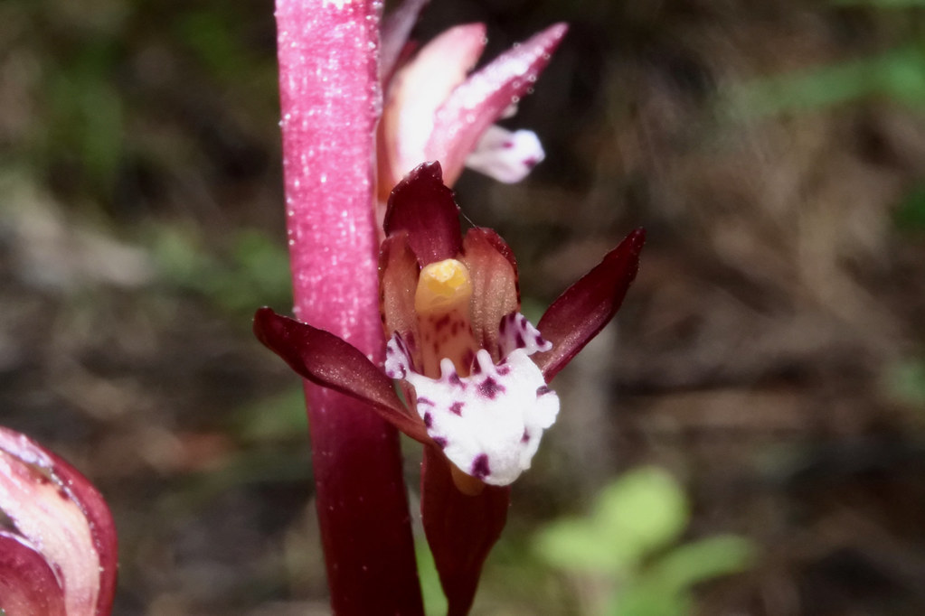 Spotted Corallroot ~ Wild orchid