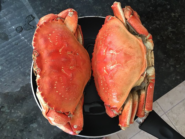 dungeness crabs