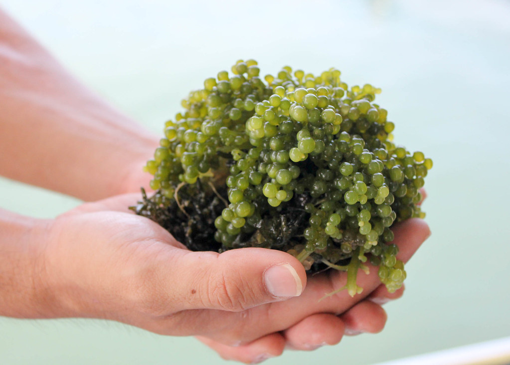 kuhlbarra-farm-sea-grapes