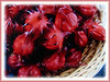 Hibiscus sabdariffa (Roselle, Red/Indian/Jamaican Sorrel, Rosella, Florida Cranberry, Assam Belanda)