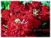 Lagerstroemia (Crape Myrtle, Crepe Myrtle, Crepe Flower, Japanese/Indian Crape Myrtle)