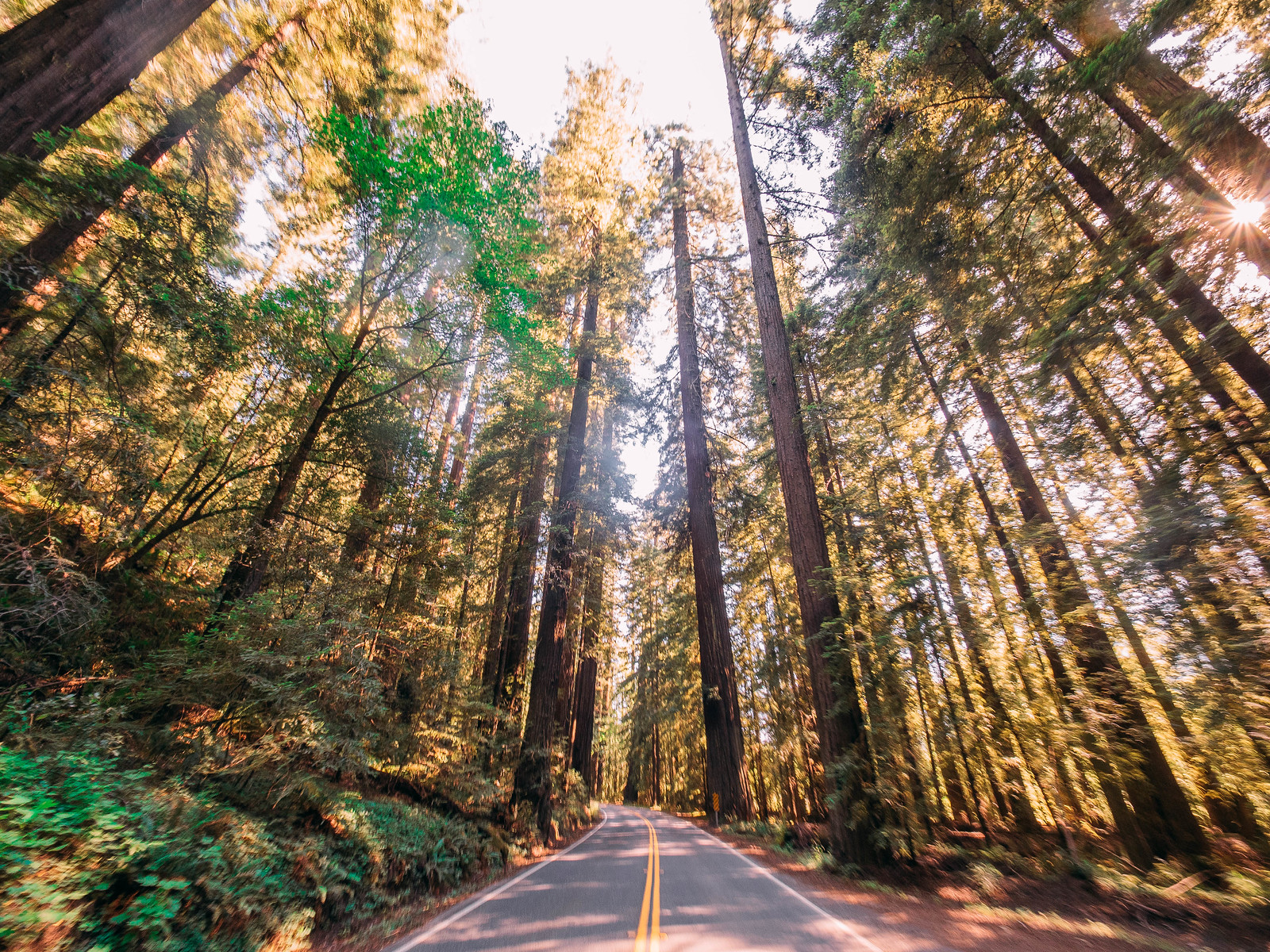 Redwoods-10