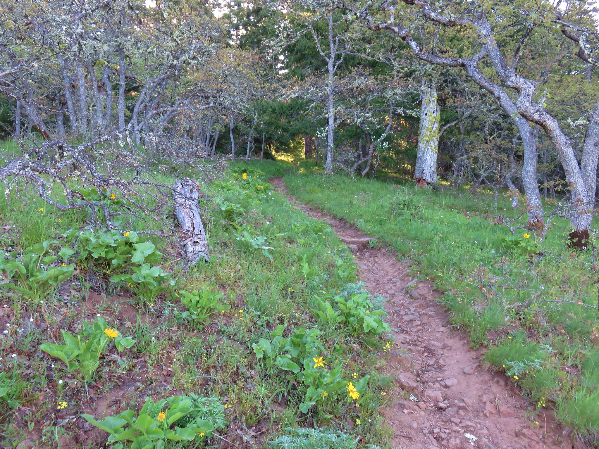 Wildflower along the Oak Ridge Trail
