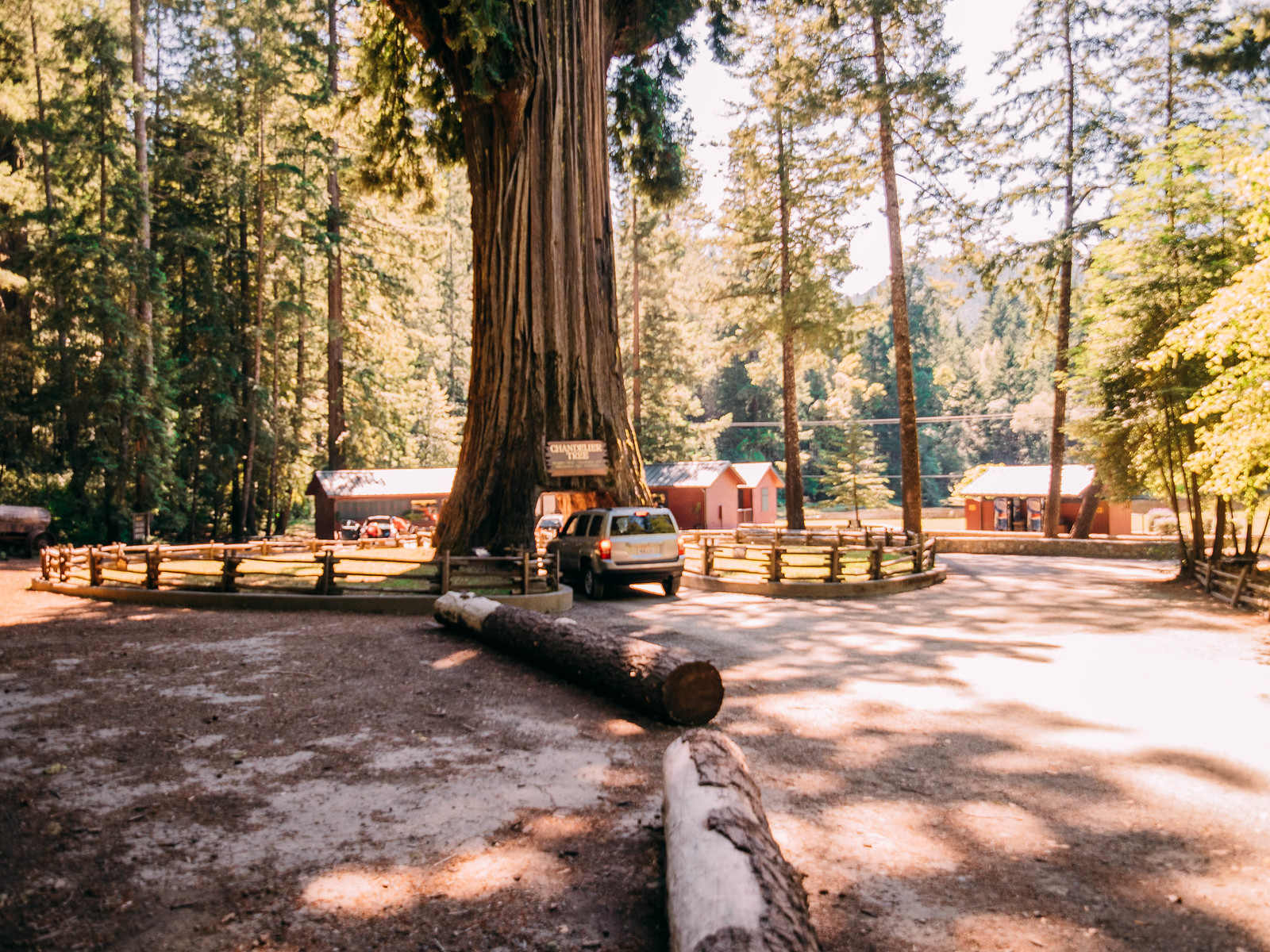 Redwoods-1