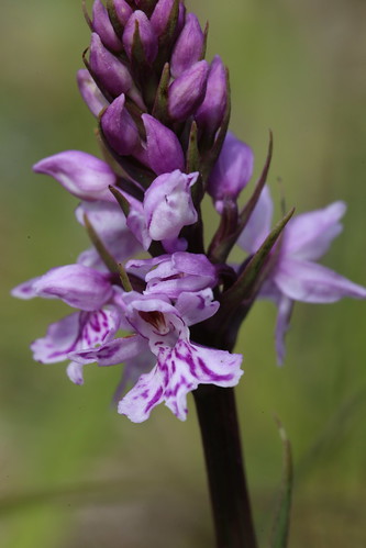 Common Spotted Orchid Dactylorhiza fuchsii