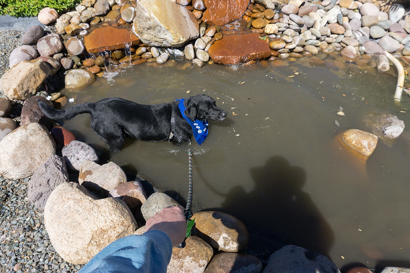 Shady cooling off in water hole