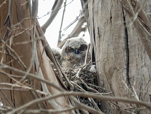 Baby horned owl