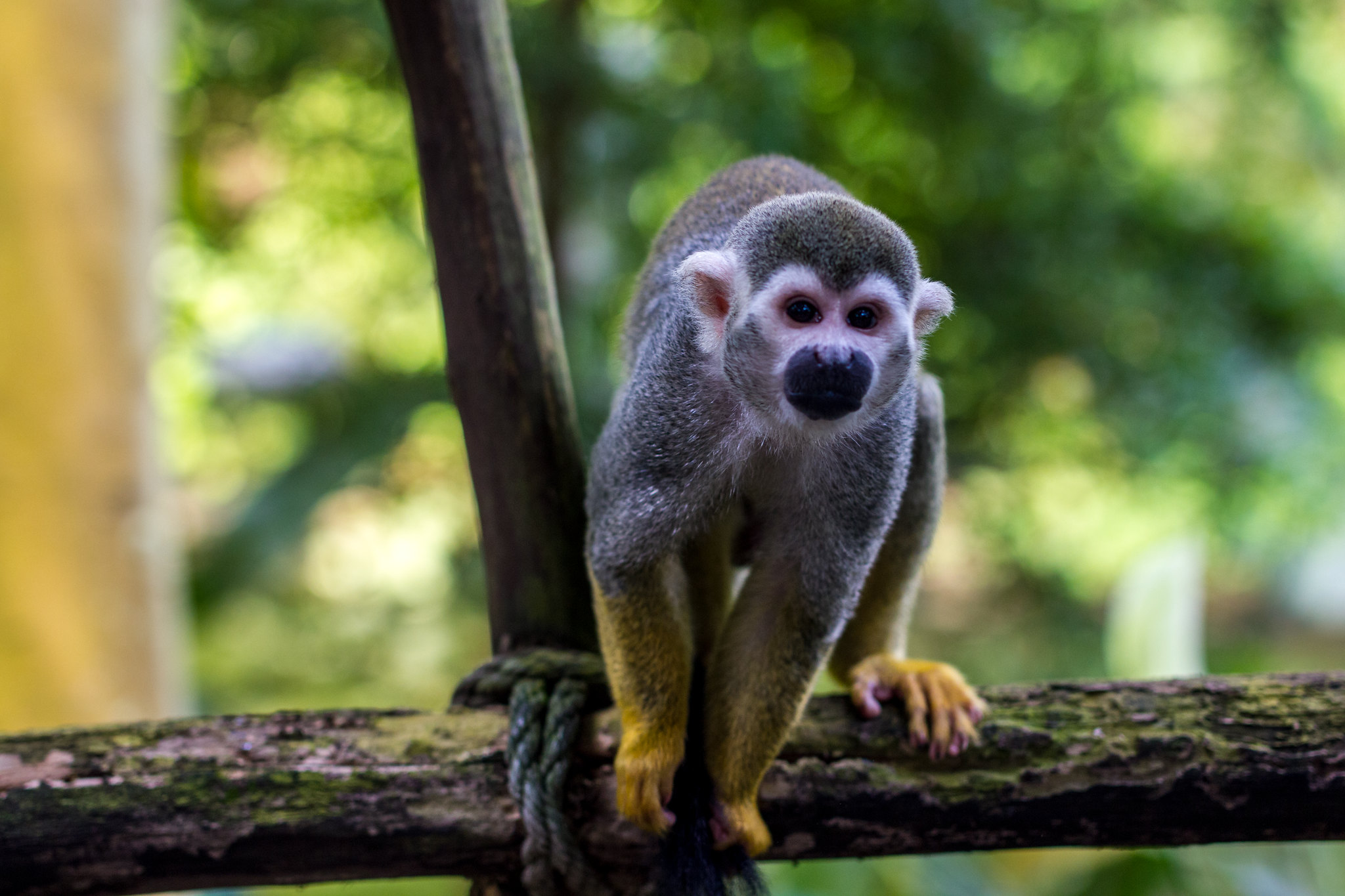 South American monkey - Zoo Leipzig