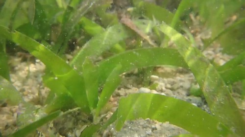Various creatures of the seagrass meadows at Cyrene