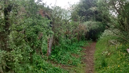 hawthorn hedge May 17 2
