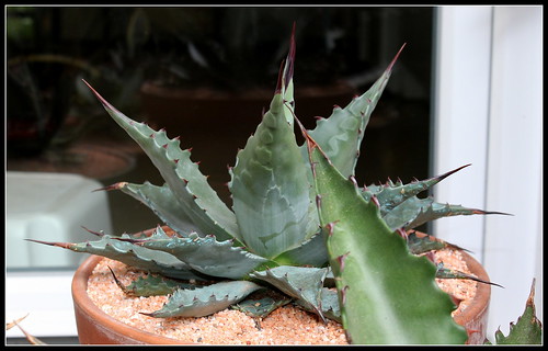 Agave montana  - Page 3 34955062592_3c3574066d