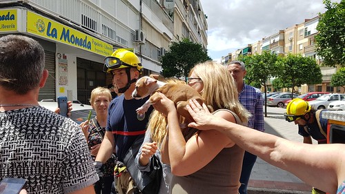 Rescatan perro abandonado en un piso de La Moneda