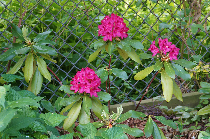 rhudodendrons07