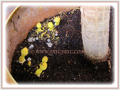 Leucocoprinus birnbaumii (Flowerpot Parasol, Plantpot Dapperling, Yellow Pleated Parasol, Yellow Houseplant Mushroom, Lemon-yellow Lepiota) sprouting in abundance in a flower pot, 10 Aug 2013