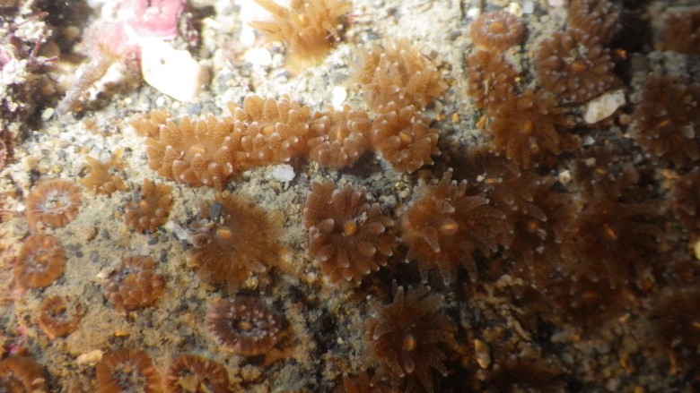 極可能是瀕臨絕種的柴山多杯孔珊瑚，劉靜榆攝於大潭藻礁第三道堤及第二道堤之間 170429