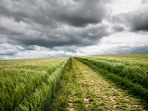 Wiltshire field near Avebury