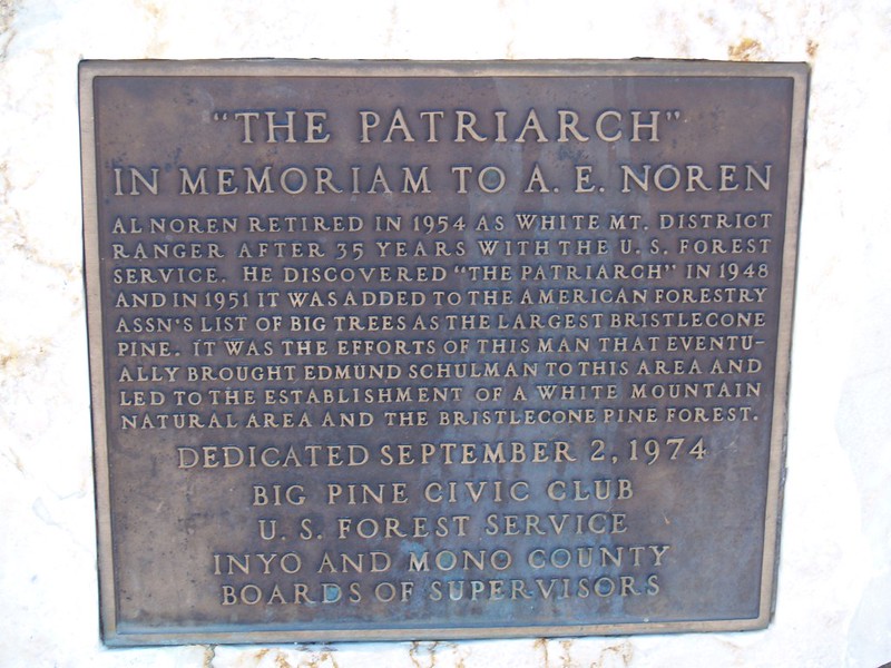 Brass plaque for The Patriarch, the largest Bristlecone Pine tree