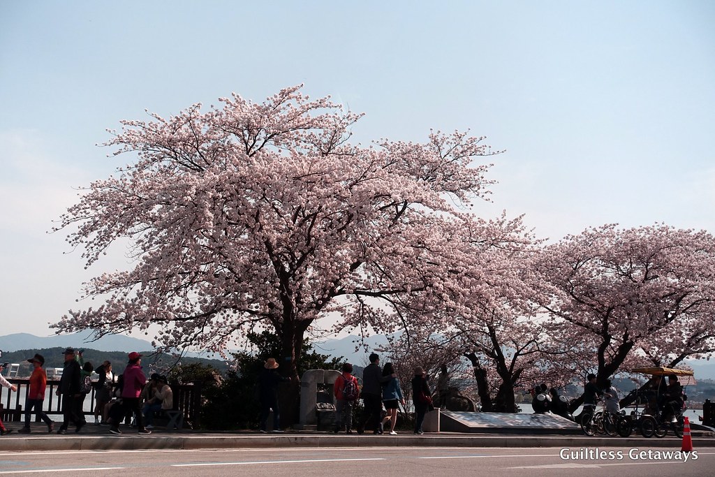 cherry-blossom-gangneung.jpg
