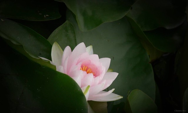 lotus2
