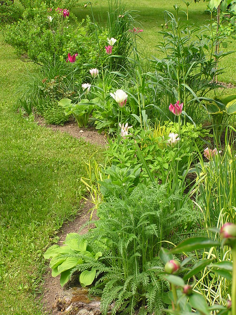 Garden Beds with Viridiflora tulips