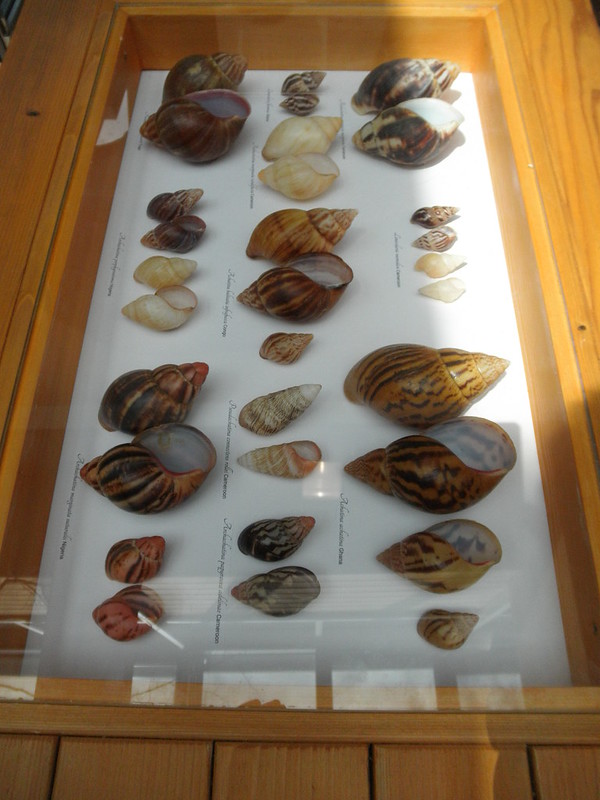 Achatinidae shells