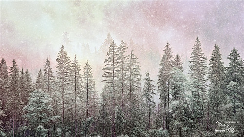 Wintry image of Fur Trees