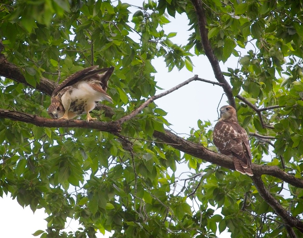 Tompkins red-tail fledglings