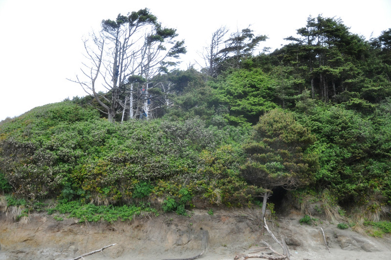 Tree Climbing on Hobbit Beach @ Mt. Hope Chronicles