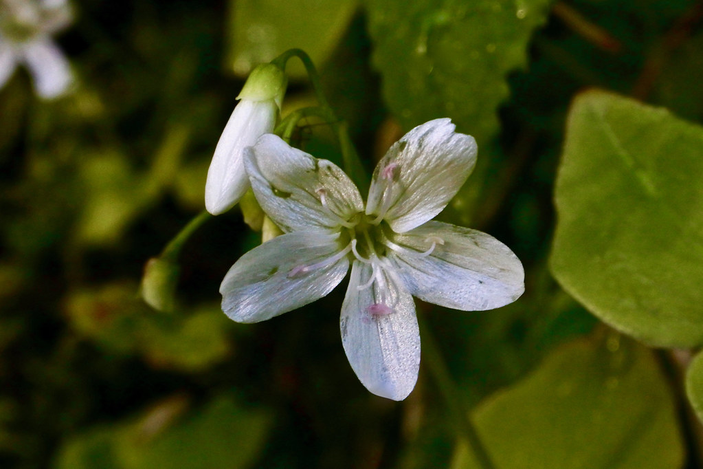 Small-leaved Montia