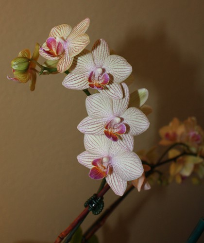cheap_orchid