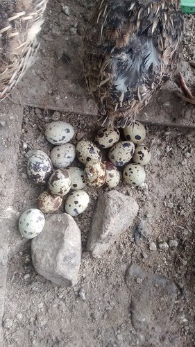 quail eggs June 17