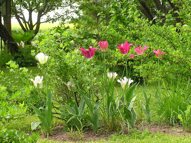 Garden Beds with Viridiflora tulips