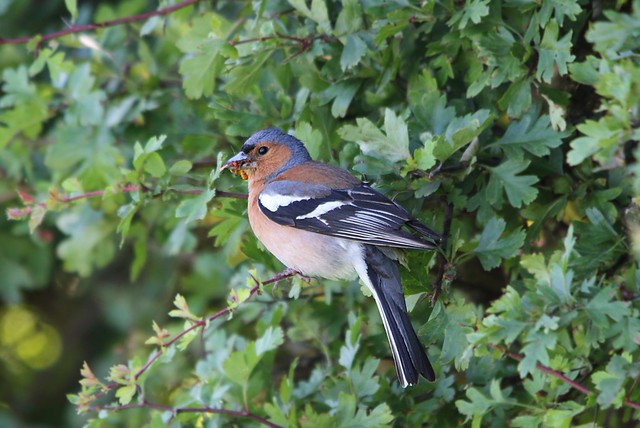 Male Chaffinch with food